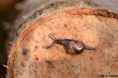 bf_imageSalvadon---Vitrina-pellucida.jpg