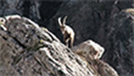 visuel
Lien vers: http://www.ecrins-parcnational.fr/actus/51-patrimoines/1306-des-bouquetins-geolocalises.html