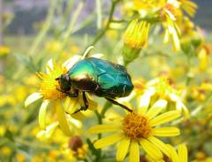 bf_imageCetonia-aurata-74700-Luzier-01-Aout-07-700x535.jpg