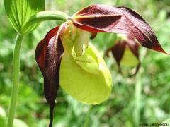 bf_imageCypripedium_calceolus_05160_Savines_01_Mai_03.jpg