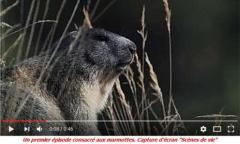 bf_imageScenesdevie_marmotte.jpg